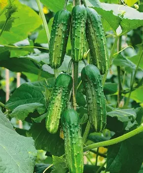 Огурец Орлёнок чудо F1