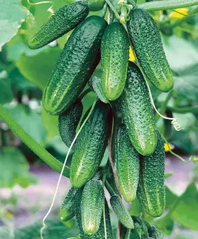 Огурец Отело F1