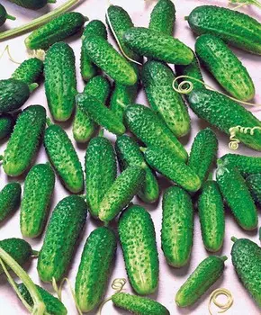 Огурец Пасамонте чудо F1