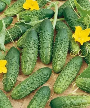 Огурец Ранняя пташка