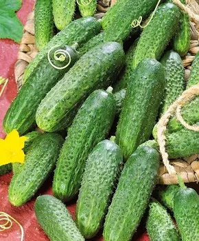 Огурец Ритм F1