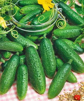 Огурец Русский темп F1