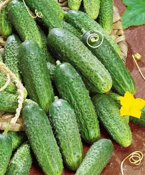 Огурец Северин F1