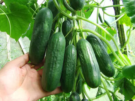 Огурец Шерпа F1