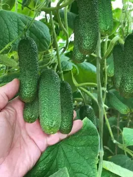 Огурец Шопен F1