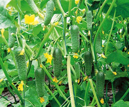 Огурец Сигурд