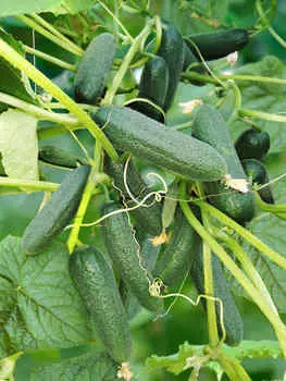 Огурец Спасский