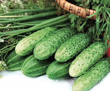 Огурец Тенор F1