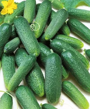 Огурец Трилоджи F1