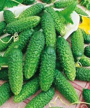 Огурец Туми F1