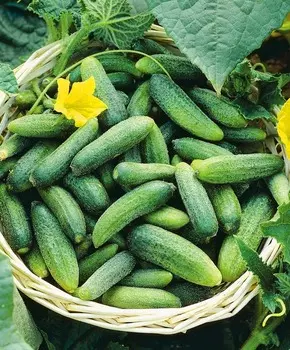 Огурец Уральская дружная семейка F1