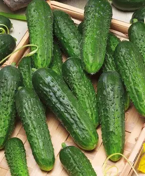 Огурец Вернисаж F1