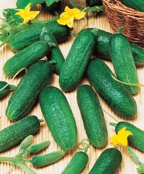 Огурец Вигора F1