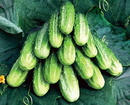 Огурец Вогул F1