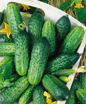 Огурец Задор чудо F1