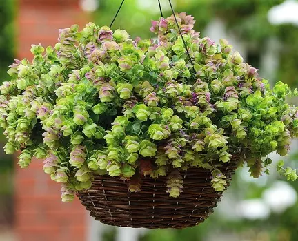 Орегано декоративный круглолистный Киригами