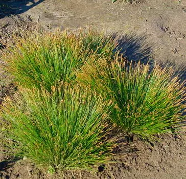 Осока Дэвелла