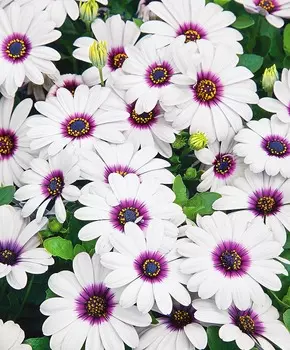 Остеоспермум Акила Белый с глазком