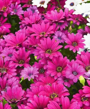 Остеоспермум Акила фиолетовый