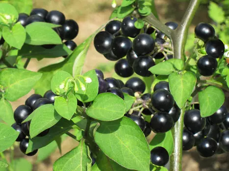 Паслён Сараха