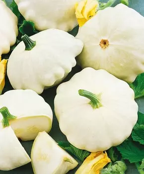 Патиссон Гостинец F1