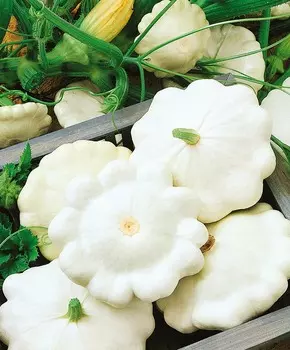 Патиссон Находка F1