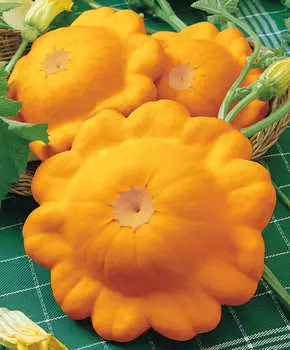 Патиссон Оранж