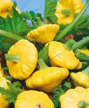 Патиссон Санни делайт F1