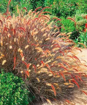 Пеннисетум щетинистый