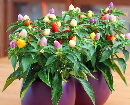 Перец декоративный Арлекин