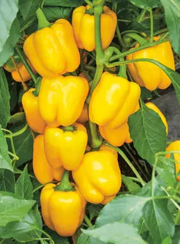 Перец Эспартано F1 сладкий