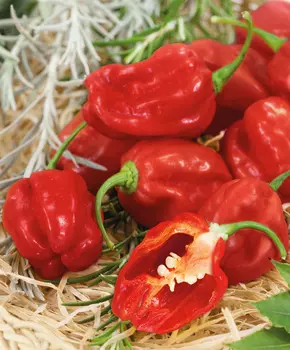 Перец острый Хабанеро красный