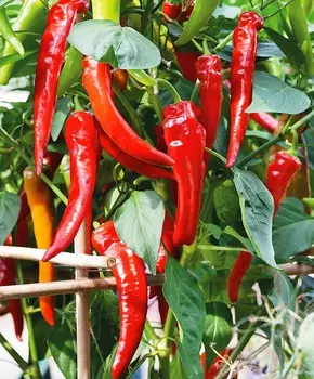 Перец острый Янка F1