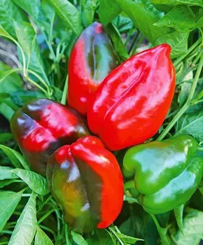 Перец сладкий Айсберг F1