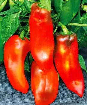 Перец сладкий Альтаир F1