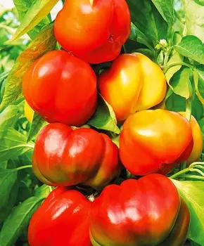 Перец сладкий Чижик F1