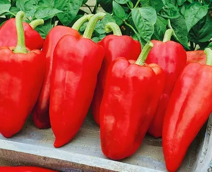 Перец сладкий Джипси F1