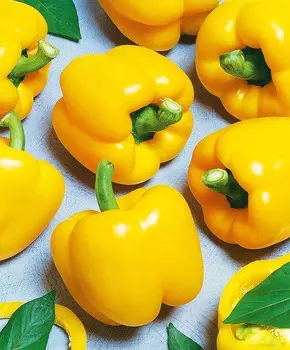 Перец сладкий Франт F1