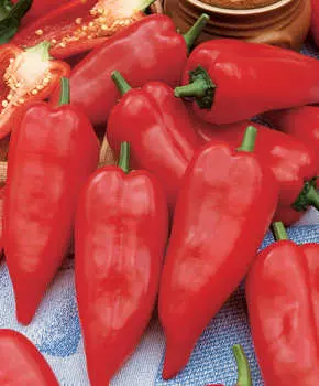 Перец сладкий Индиго F1