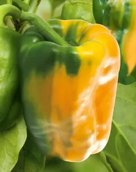 Перец сладкий Карлоне F1