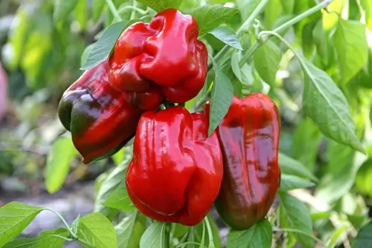 Перец сладкий Любимчик F1