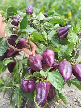 Перец сладкий Максим F1