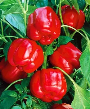 Перец сладкий Мотылёк F1