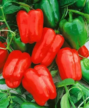 Перец сладкий Омброне F1