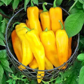 Перец сладкий Палермо жёлтый F1