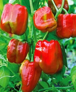 Перец сладкий Пифагор F1