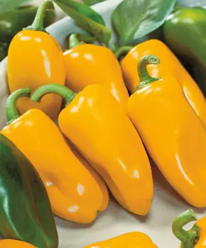 Перец сладкий Портос F1