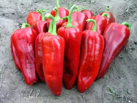 Перец сладкий Самандер F1