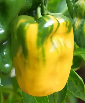 Перец сладкий Сентонове F1