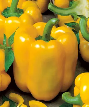 Перец сладкий Тевере F1